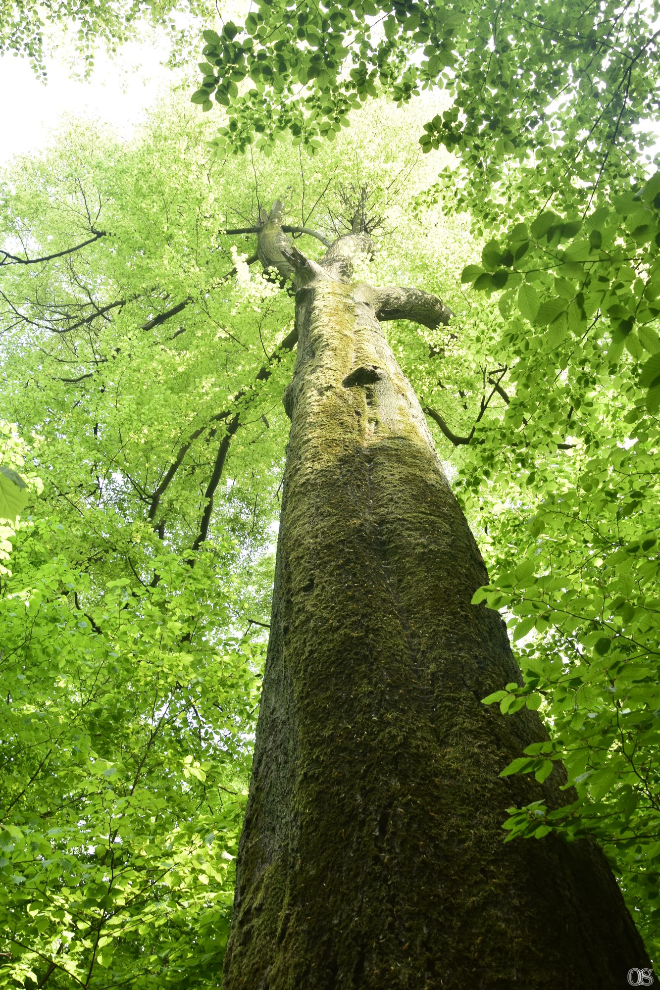 Sciezka Hochbergow 33.jpg